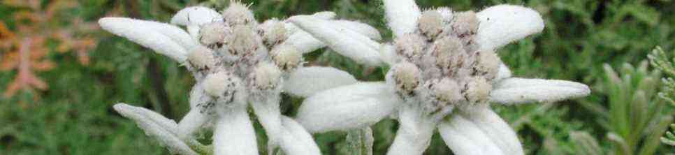 Edelweiss - one of the rarest flowers
